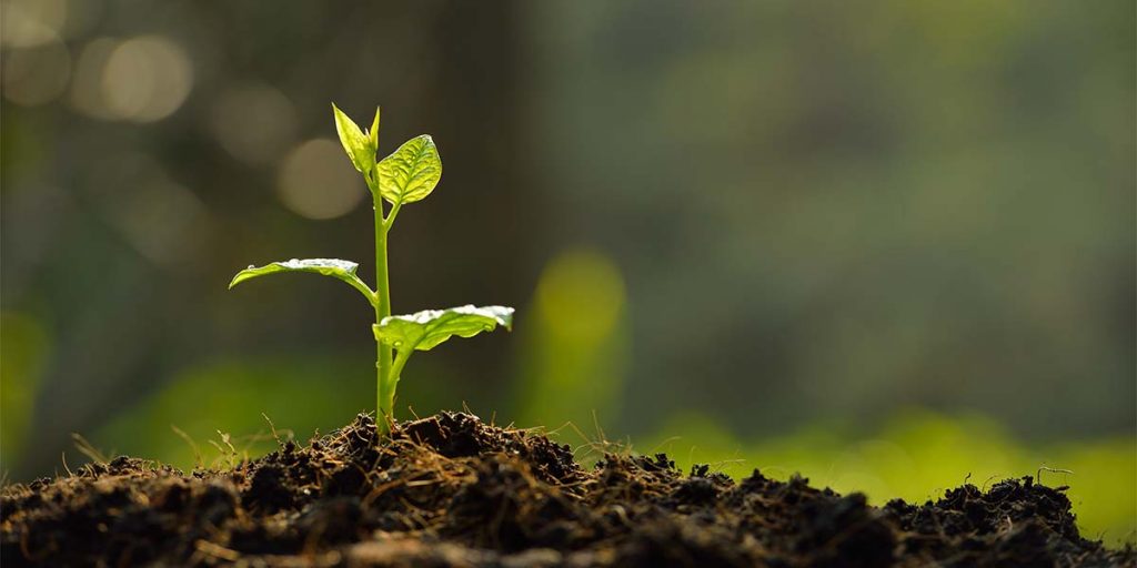 Single green shoot growing from pile of soil