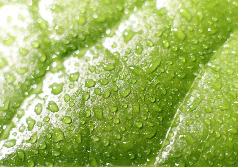 Water running off green leaf